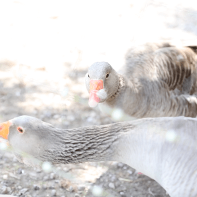 Gundula und Claus