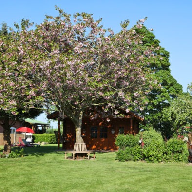 Kirschbaum im Garten