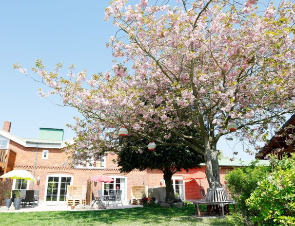 Gartenwiese und Kirschbaum