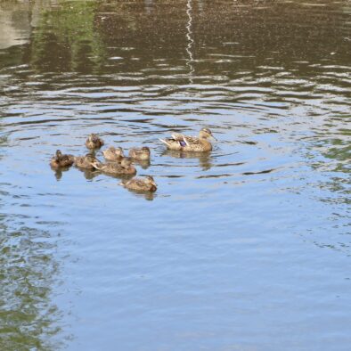 Familie Ente