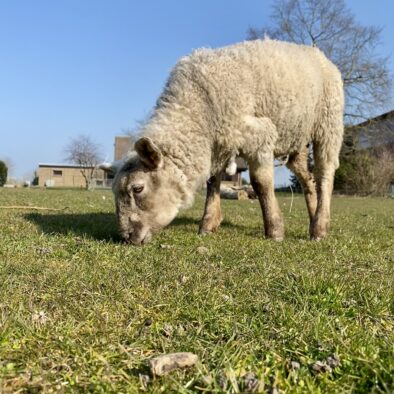 Schaf "Wolle"